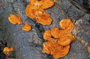 Pycnoporus cinnabarinus (2) (1200 x 800).jpg_product_product